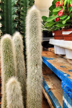 Cephalocereus Senilis kaktüsü güneşin altındaki bahçede.