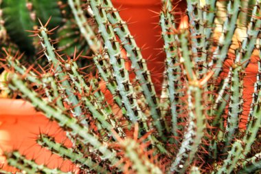 Bahçedeki Euphorbia aeruginosa kaktüsü.