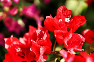 Güzel ve renkli bougainvillea çiçek dokusu