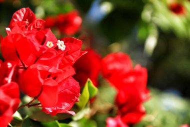 Güzel ve renkli bougainvillea çiçek dokusu