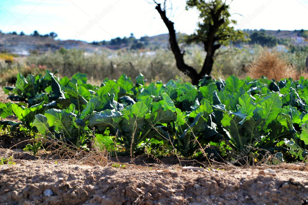 Beta Vulgaris, swiss chard plantation in Alicante, Spain