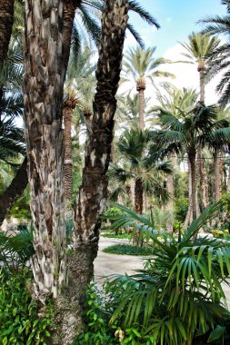 İspanya, Elche 'deki Huerto del Cura botanik bahçesinde yeşil bitki örtüsü