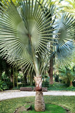 Birmarckia Nobilis Elche, Alicante 'deki bahçede palmiye ağacı