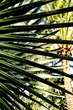 Birmarckia Nobilis Elche, Alicante 'deki bahçede palmiye ağacı