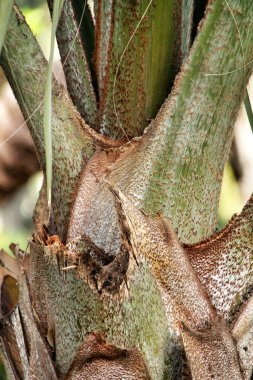 Birmarckia Nobilis Elche, Alicante 'deki bahçede palmiye ağacı