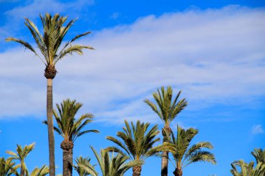 Elche 'deki Vinalopo Nehri' nin yamacının manzarası ve palmiye ağaçları