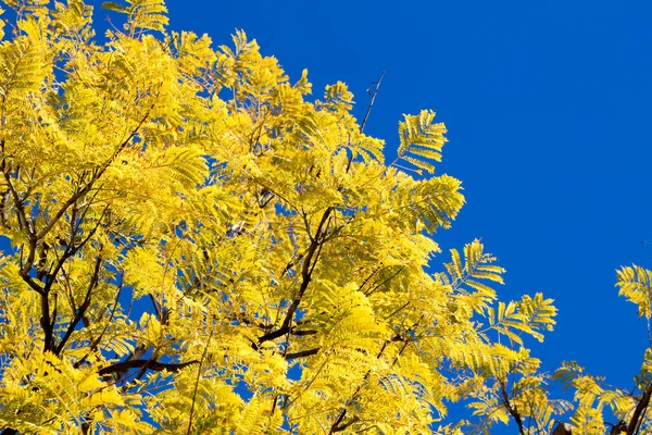 Jacaranda Mimosifolia leaves under blue sky in Winter