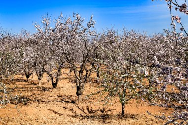 Badem ağacı mavi gökyüzünün altında çiçek açar.