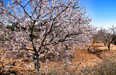 Badem ağacı mavi gökyüzünün altında çiçek açar.