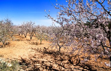 Badem ağacı mavi gökyüzünün altında çiçek açar.