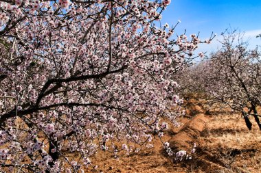 Badem ağacı mavi gökyüzünün altında çiçek açar.