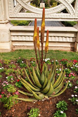 Güzel Aloe Ferox kaktüsü Elche 'de güneşin altında yetişiyor.
