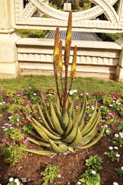 Güzel Aloe Ferox kaktüsü Elche 'de güneşin altında yetişiyor.