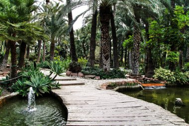 İspanya, Elche 'deki Huerto del Cura botanik bahçesinde yeşil bitki örtüsü