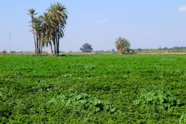 Güney İspanya 'da kıvırcık müzakere (Petroselinum Crispum) ekilen güzel tarlalar