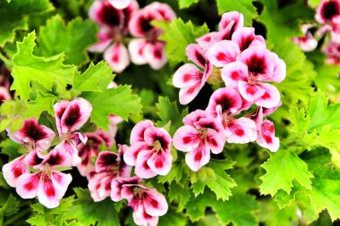 Güzel ve Kokulu Geranium Pelargonium Crispum bitkisi Baharda bahçede