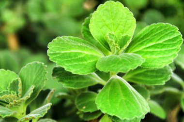 Plectranthus Amboinicus, kedileri bahçeden uzaklaştıran bitki.