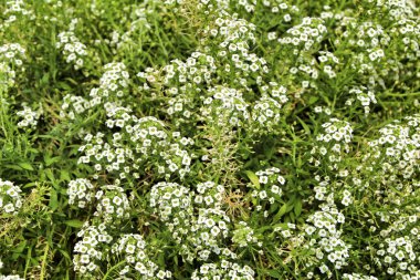 Alyssum çiçek deseni Baharda güneşin altındaki bahçede