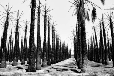 Kaliforniya palmiyeleri İspanya 'da bir palmiye bahçesinde yanarak kül oldu.