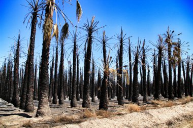 Kaliforniya palmiyeleri İspanya 'da bir palmiye bahçesinde yanarak kül oldu.