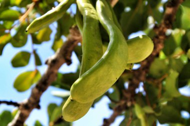 Bahçedeki Ceratonia Siliqua ağacında yeşil keçiboynuzu meyveleri asılı.