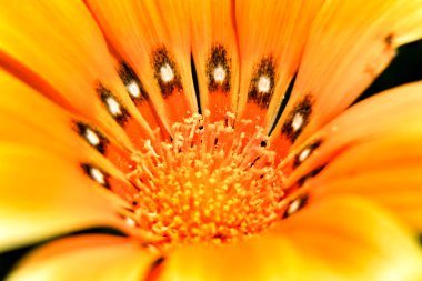 Renkli turuncu Gazania Rigens Çiçeği Baharda bahçede