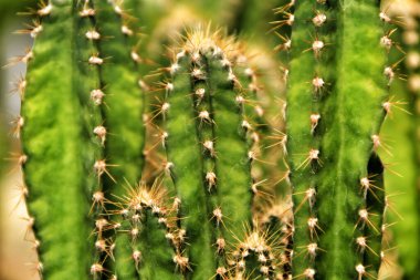 Beautiful Cactus Cereus in the garden in Spring clipart