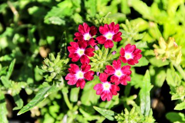 Baharda bahçede güzel ve renkli Verbena çiçekleri