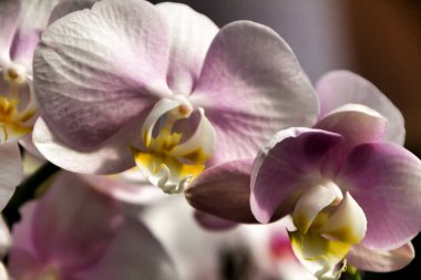 Güzel ve renkli beyaz ve pembe Phalenopsis Orkide bitkileri Baharda güneşin altında bahçede