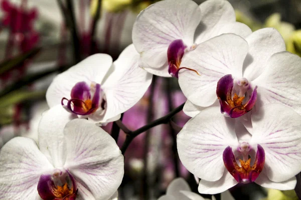 Güzel ve renkli beyaz ve pembe Phalenopsis Orkide bitkileri Baharda güneşin altında bahçede