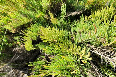Elche 'deki Vinalopo nehrinin doğal bölgesinde bulunan Sarkokornia Fruticosa bitkisi.