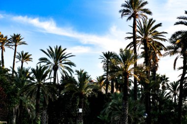 Elche, Alicante, İspanya 'da mavi gökyüzü altında palmiye ağaçları