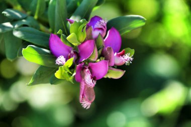 Bahçedeki güzel mor Polygala Myrtifolia çiçekleri