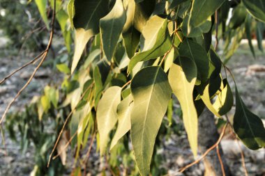 Okaliptüs sonbaharda güneşin altında doku bırakır.