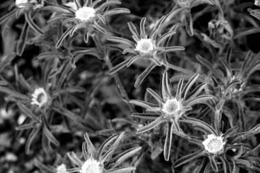 Kırsal kesimdeki Pallenis Spinosa çiçekleri