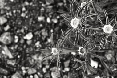 Kırsal kesimdeki Pallenis Spinosa çiçekleri