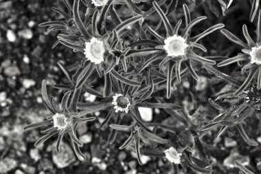 Kırsal kesimdeki Pallenis Spinosa çiçekleri