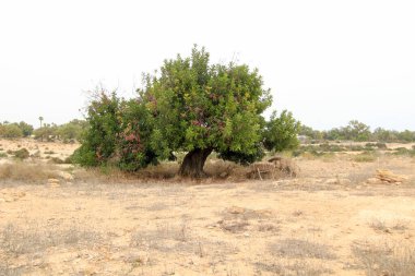 Güzel Ceratonia Siliqua ağacı İspanya 'da güneşin altında kırsalda