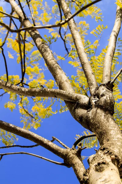 Jacaranda Mimosifolia leaves under blue sky in Winter