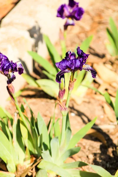 Deep Purple Barbado Iris Germanica flower in the garden
