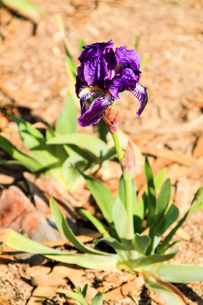 Deep Purple Barbado Iris Germanica flower in the garden