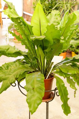 Güneşin altındaki bahçede güzel Asplenium Nidus bitkisi