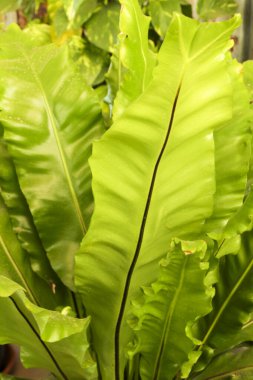 Güneşin altındaki bahçede güzel Asplenium Nidus bitkisi