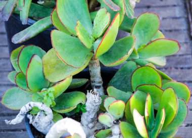 Beautiful Cotyledon Orbiculata plant in the garden clipart