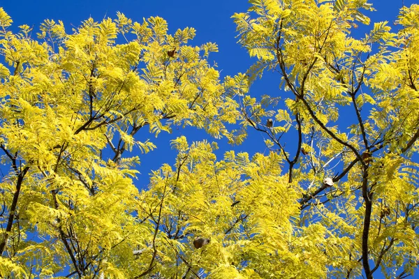 Jacaranda Mimosifolia leaves under blue sky in Winter