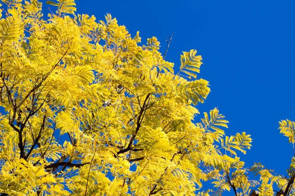 Jacaranda Mimosifolia leaves under blue sky in Winter