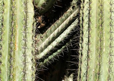 Carnegiea dev çay kaktüsü. Güneşin altındaki bahçede.