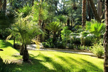 İspanya, Elche 'deki Huerto del Cura botanik bahçesinde yeşil bitki örtüsü