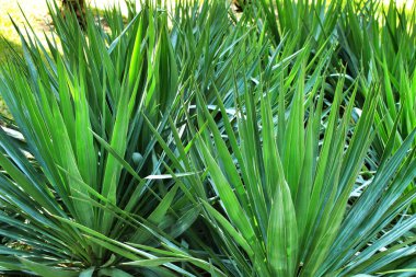 Güzel Yucca Gloriosa bitkisi bahçede