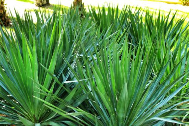 Güzel Yucca Gloriosa bitkisi bahçede